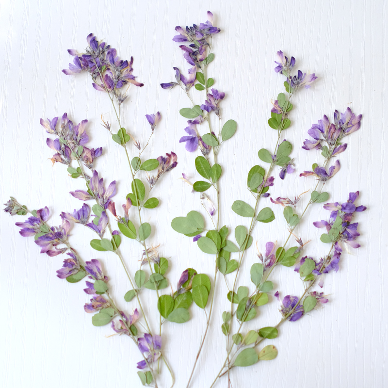 6pcs,nature Lespedeza Formosa  - Dried Flower Bookmark reseña y precio