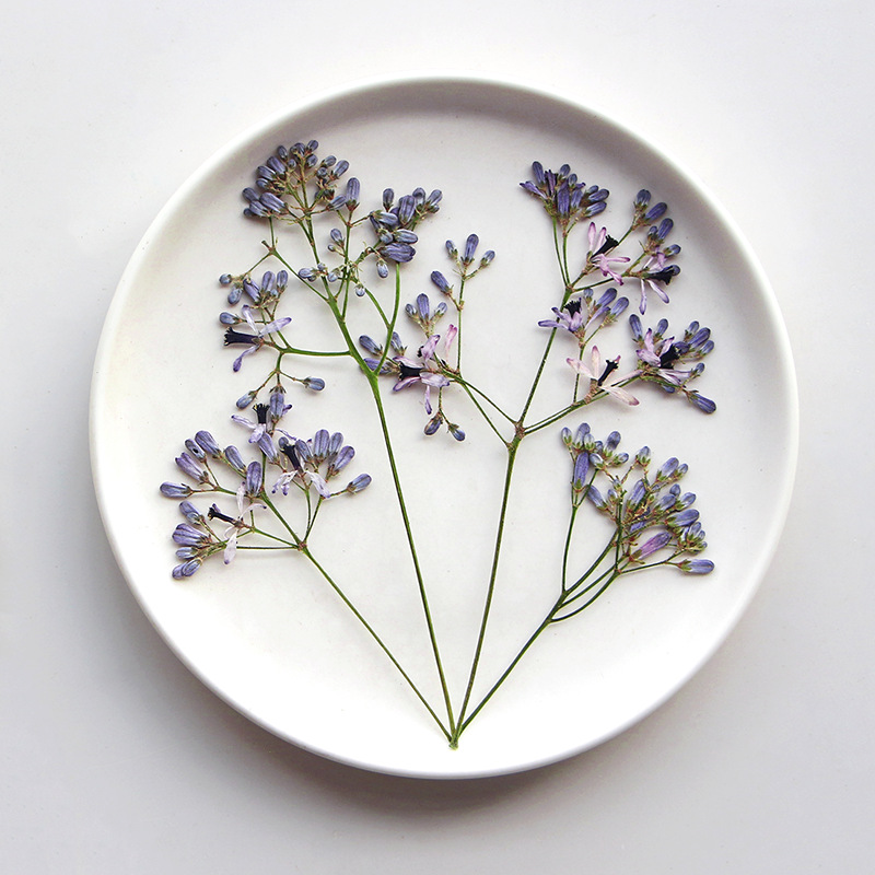 120pcs Pressed Dried Melia aze - Dried Flower Bookmark reseña y precio