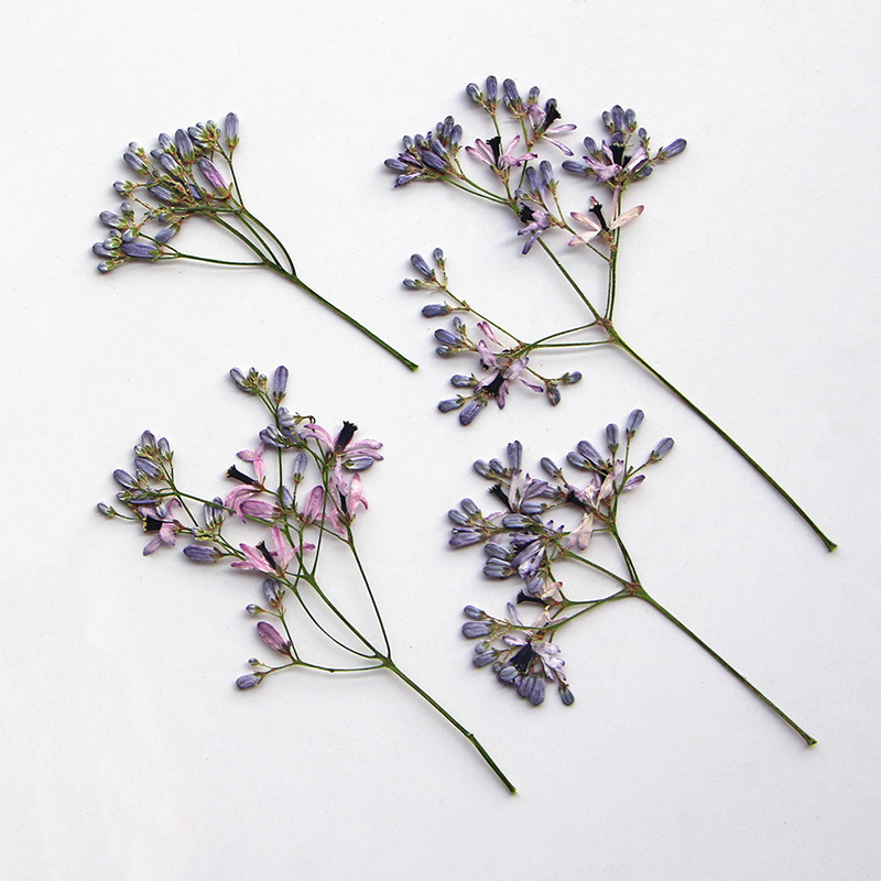 120pcs Pressed Dried Melia aze - Dried Flower Bookmark reseña y precio
