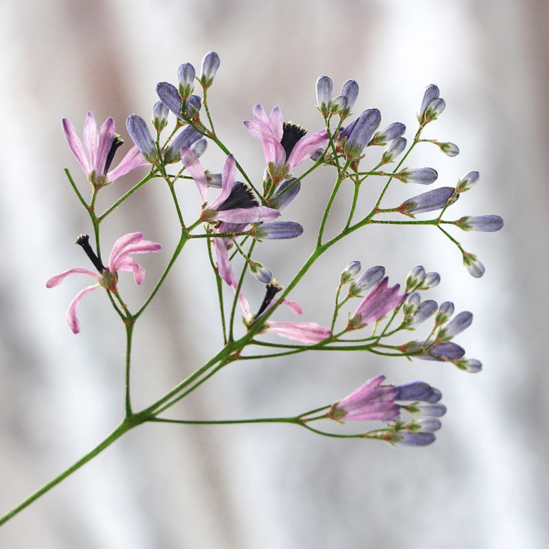 120pcs Pressed Dried Melia aze - Dried Flower Bookmark reseña y precio