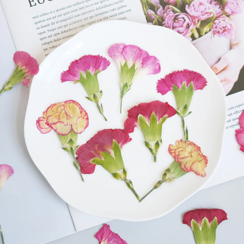 6pcs/4-7cm,Carnation dried flo - Dried Flower Bookmark reseña y precio