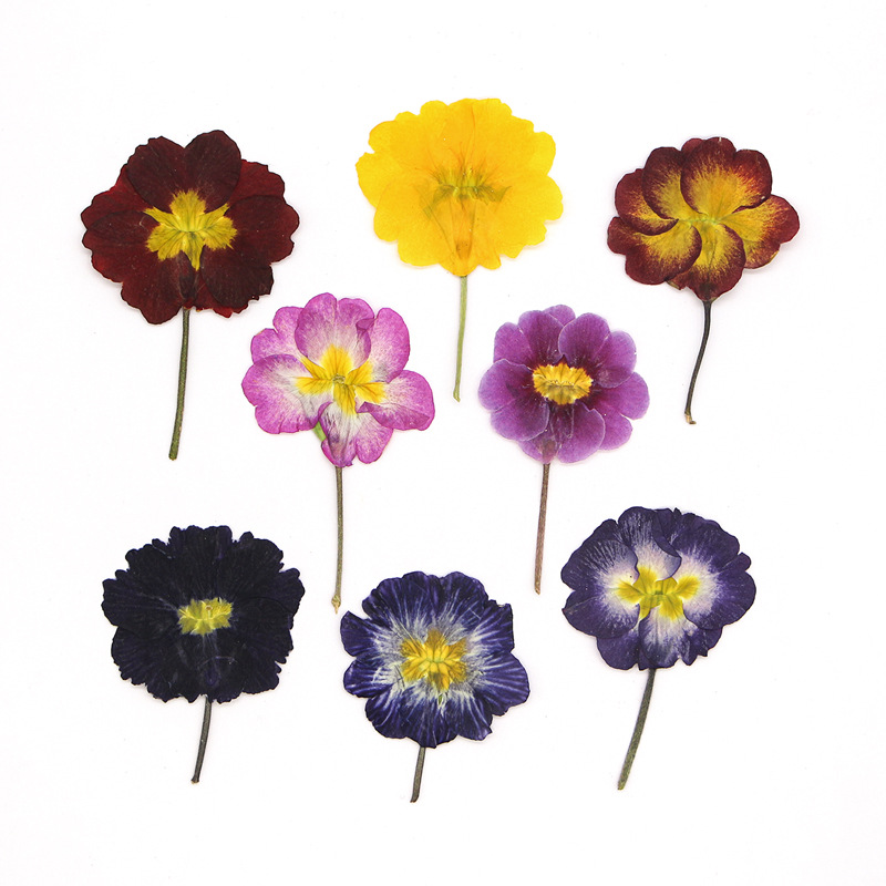 48Pcs European Primrose Teachi - Dried Flower Bookmark reseña y precio