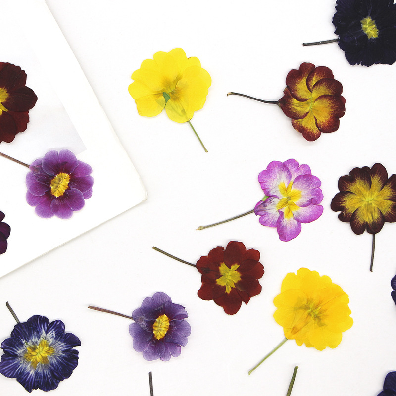 48Pcs European Primrose Teachi - Dried Flower Bookmark reseña y precio