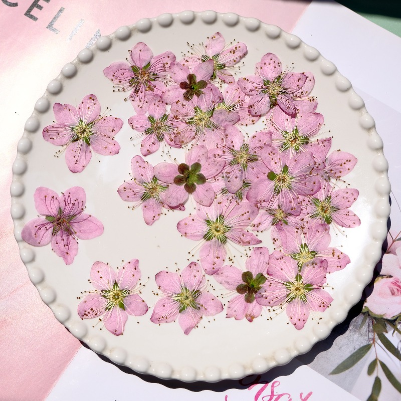 3-4cm./6pcs,Pink Peach Blossom - Dried Flower Bookmark reseña y precio