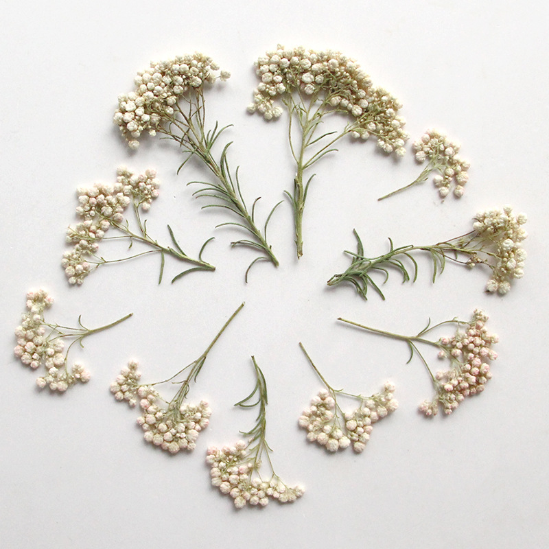 12pcs,Nature Millet flower bra - Dried Flower Bookmark reseña y precio