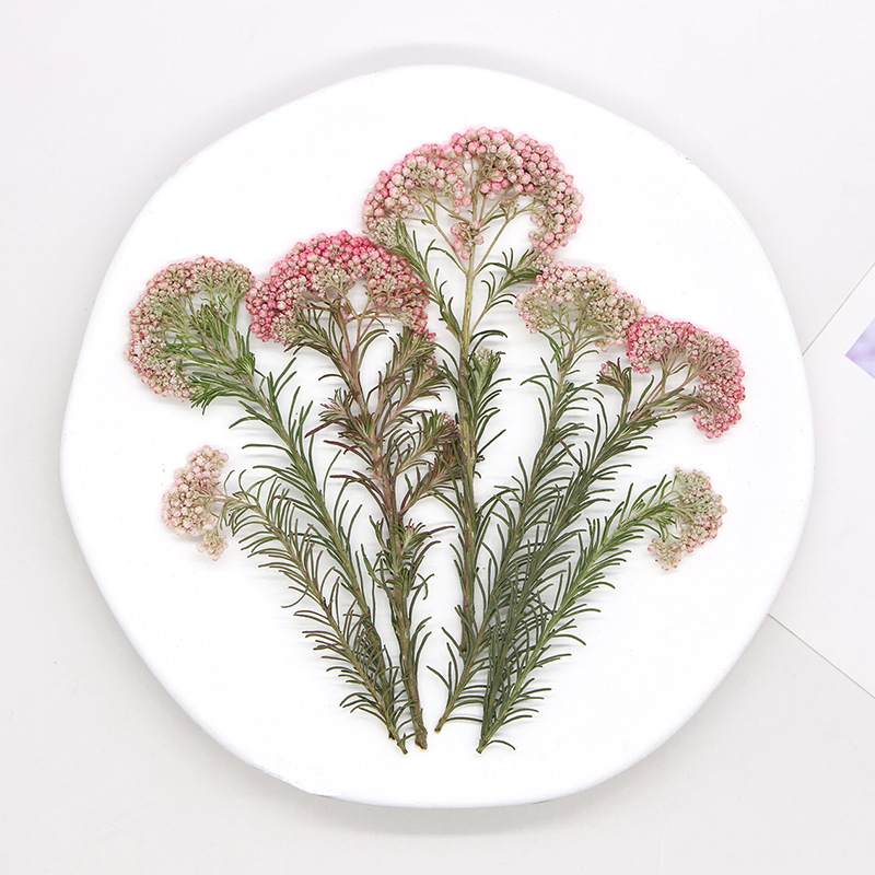 12pcs,Nature Millet flower bra - Dried Flower Bookmark reseña y precio