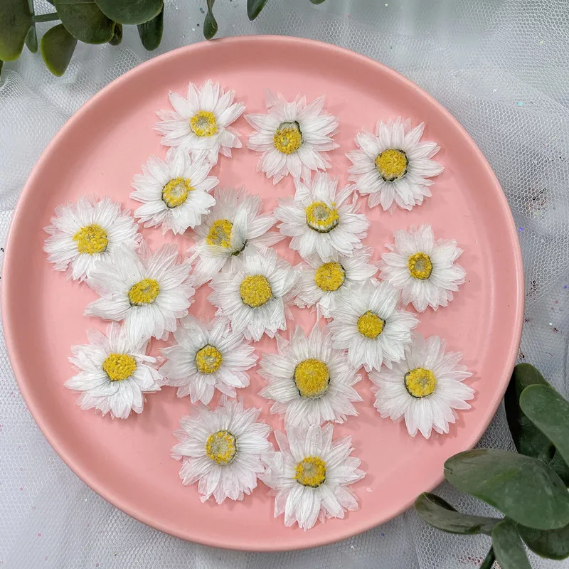 24pcs/2-4CM,Natural Pressed Fl - Dried Flower Bookmark reseña y precio