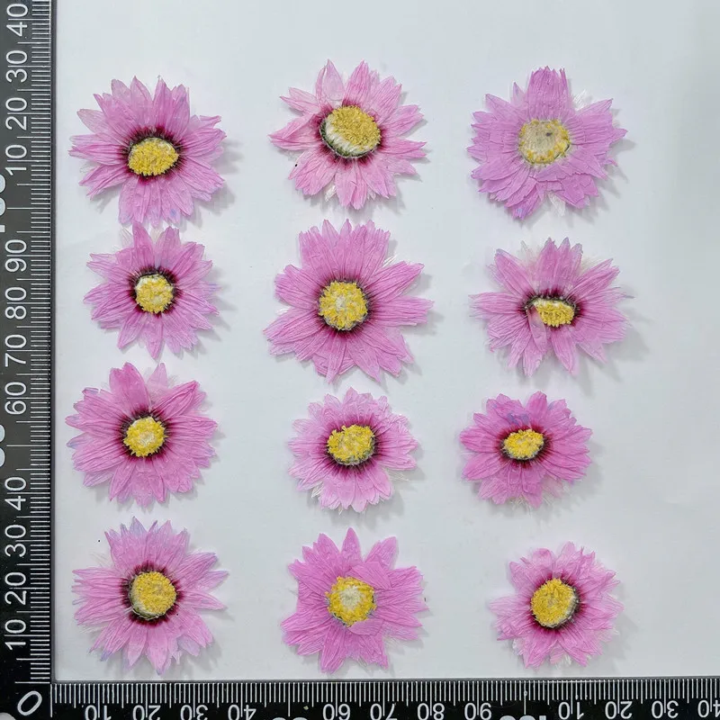 24pcs/2-4CM,Natural Pressed Fl - Dried Flower Bookmark reseña y precio