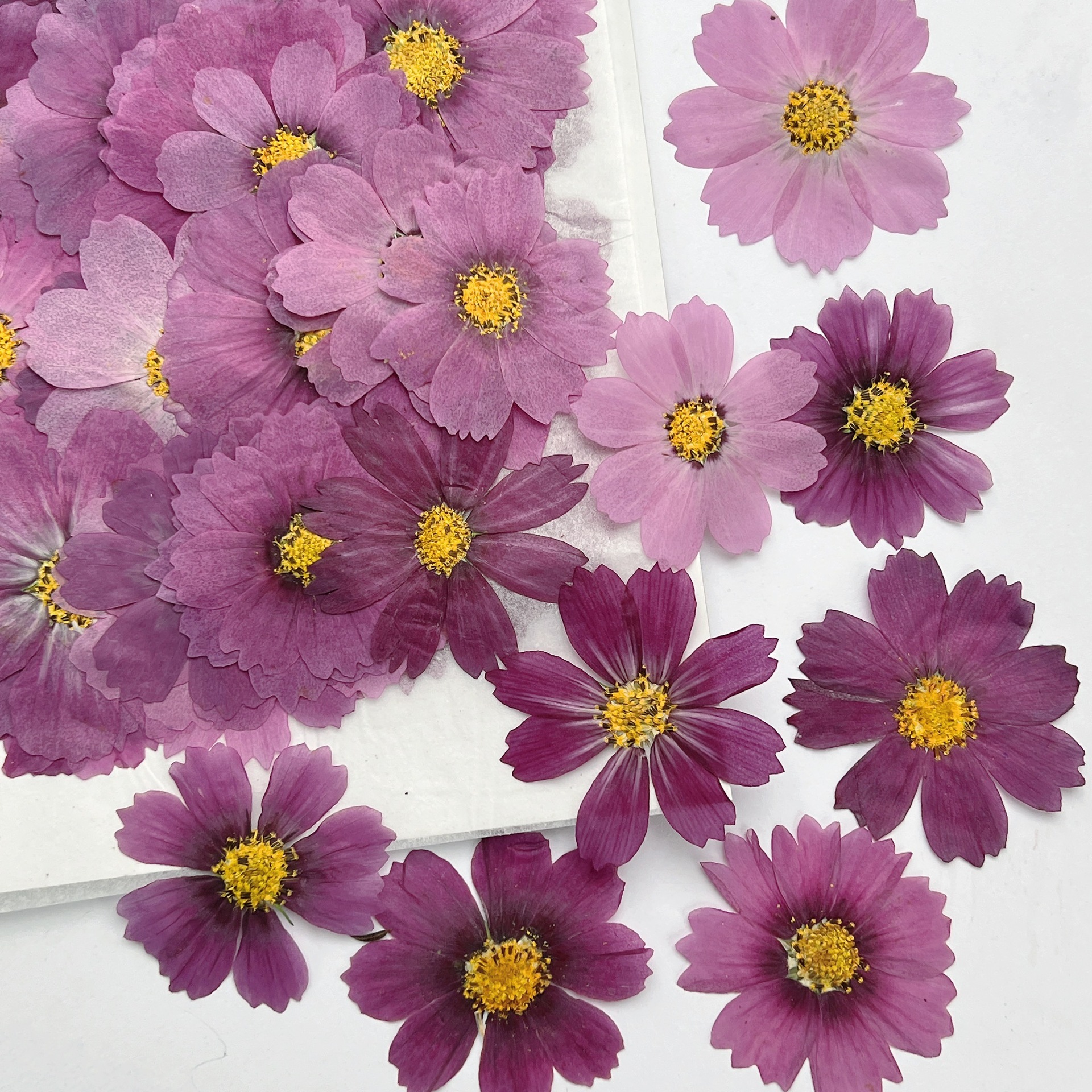 100Pcs Cosmos Dried Flower Pre - Dried Flower Bookmark reseña y precio
