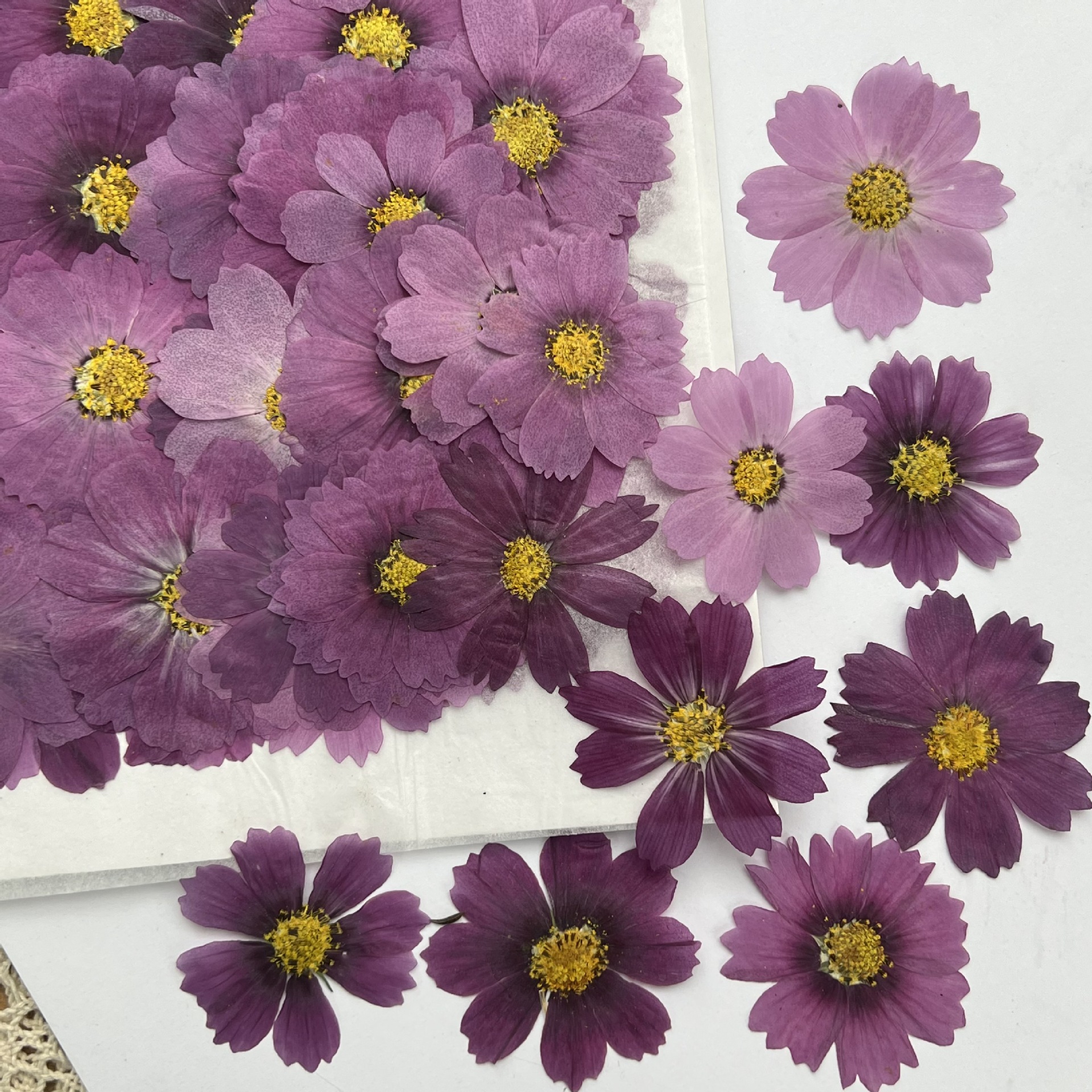 100Pcs Cosmos Dried Flower Pre - Dried Flower Bookmark reseña y precio