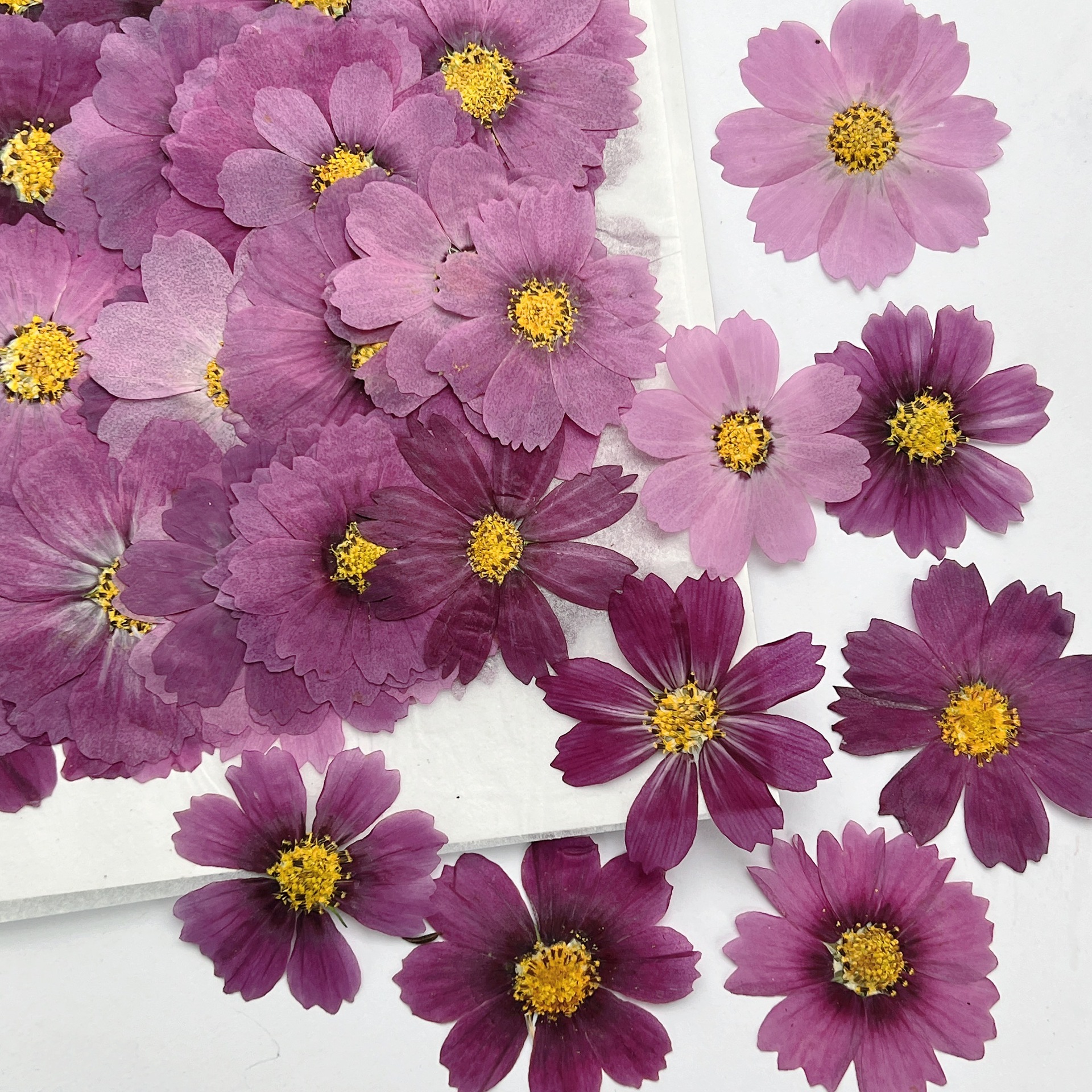 100Pcs Cosmos Dried Flower Pre - Dried Flower Bookmark reseña y precio