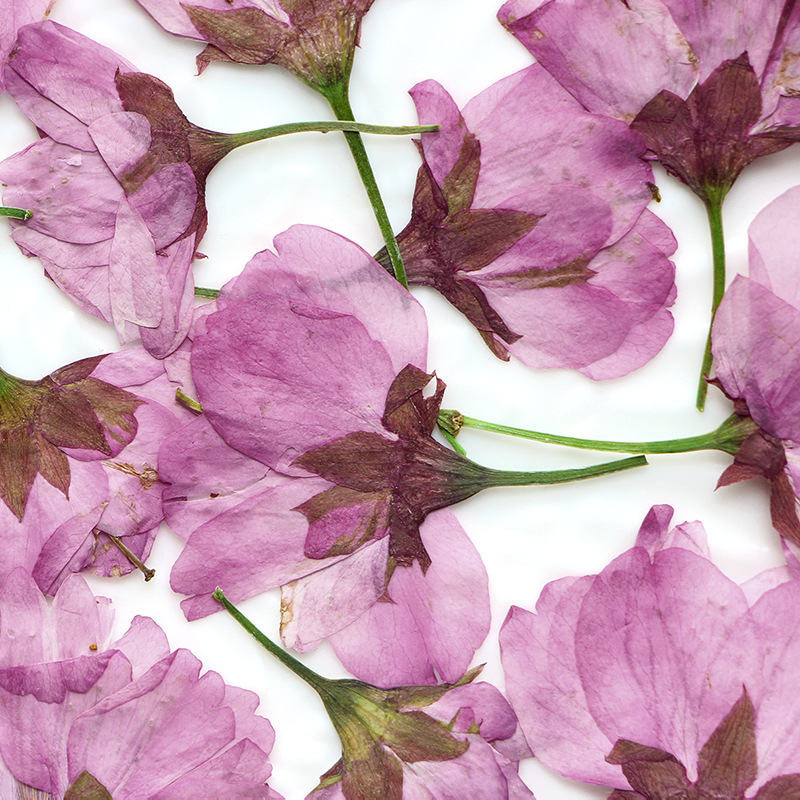 36Pcs Natural Dried Flower Pre - Dried Flower Bookmark reseña y precio