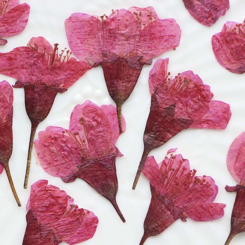 36Pcs Natural Dried Flower Pre - Dried Flower Bookmark reseña y precio
