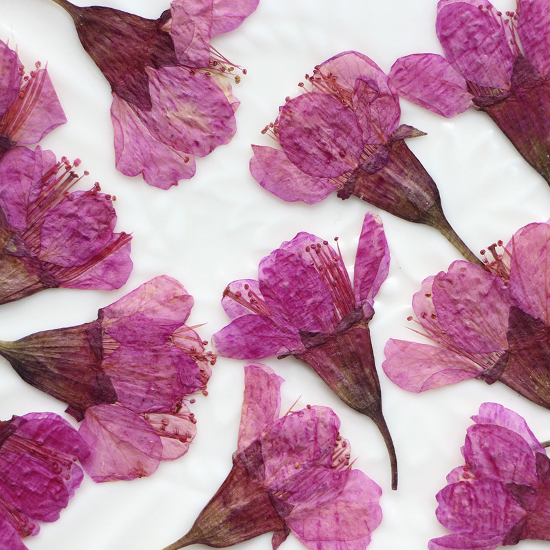 36Pcs Natural Dried Flower Pre - Dried Flower Bookmark reseña y precio