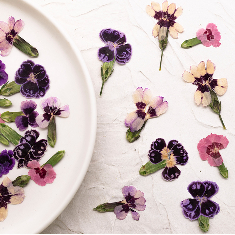 24pcs,Pressed Dried Dianthus F - Dried Flower Bookmark reseña y precio