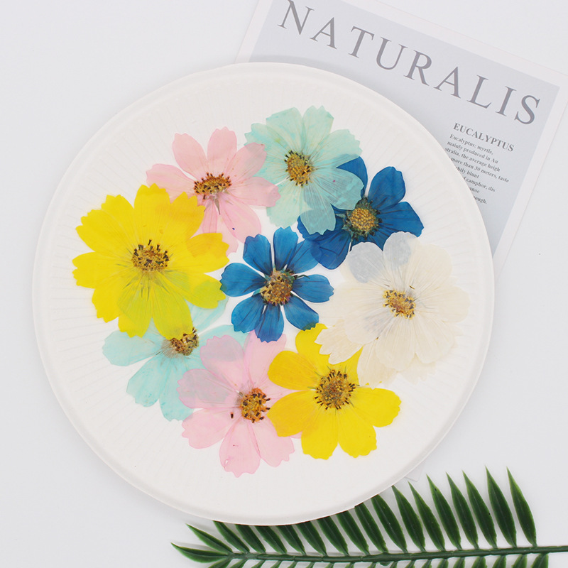 36Pcs Large Cosmos Flower Drie - Dried Flower Bookmark reseña y precio