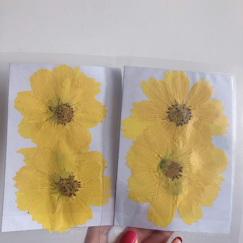 36Pcs Large Cosmos Flower Drie - Dried Flower Bookmark reseña y precio