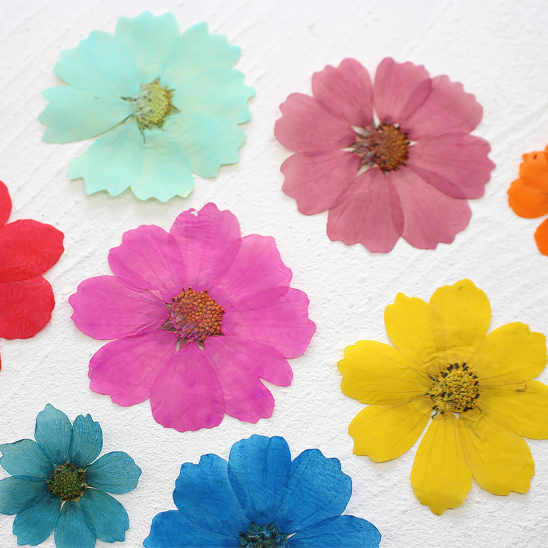 36Pcs Large Cosmos Flower Drie - Dried Flower Bookmark reseña y precio