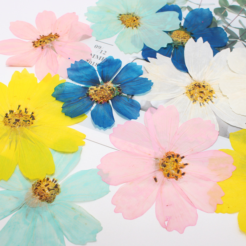 36Pcs Large Cosmos Flower Drie - Dried Flower Bookmark reseña y precio