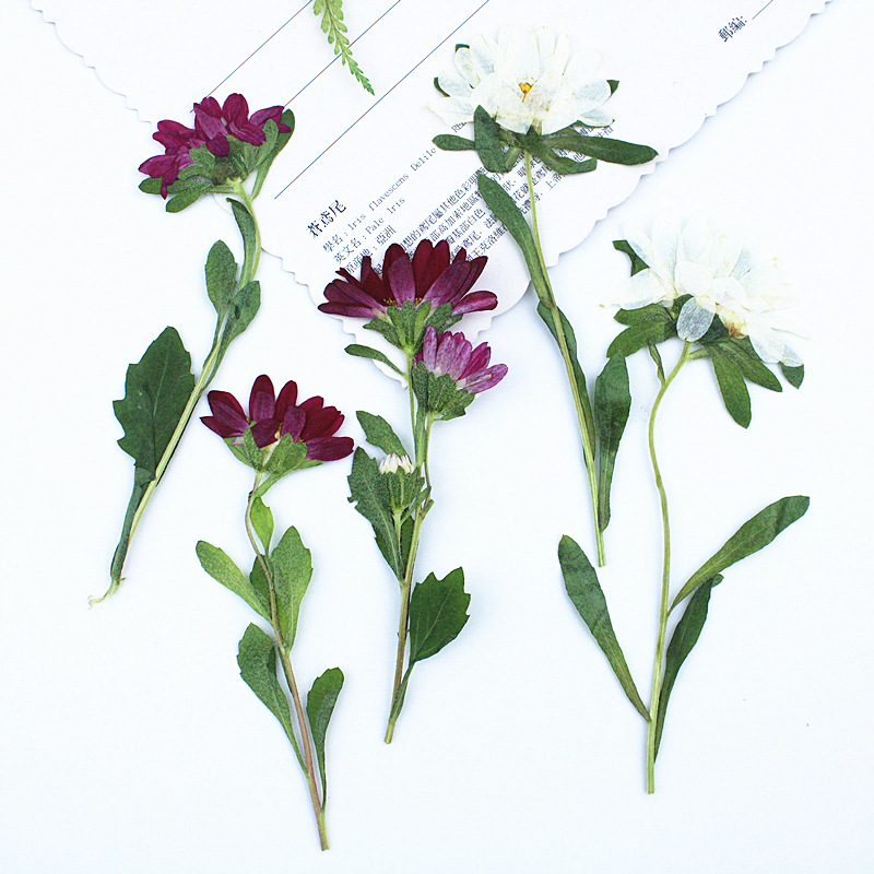 24pcs,Mini Chrysanthemum Press - Dried Flower Bookmark reseña y precio