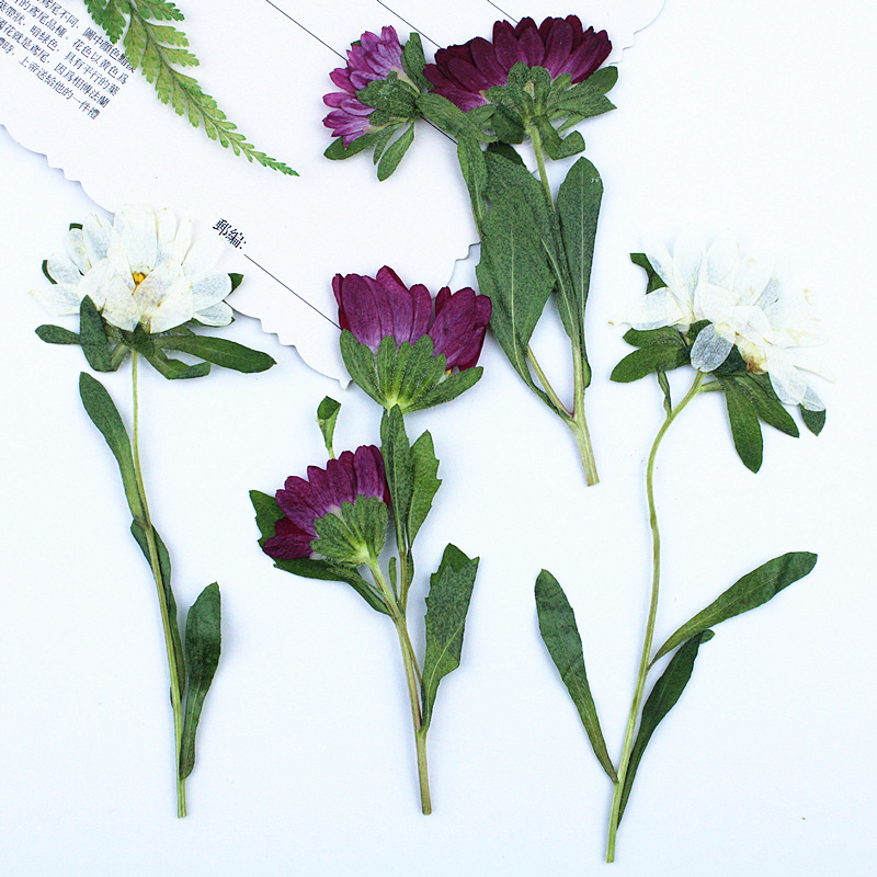 24pcs,Mini Chrysanthemum Press - Dried Flower Bookmark reseña y precio