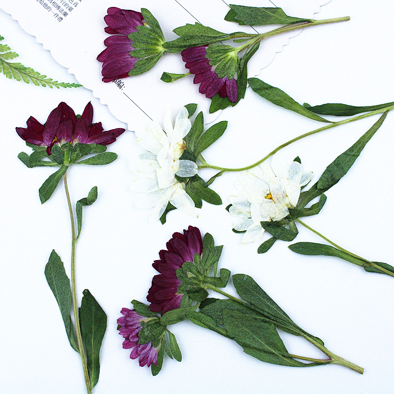 24pcs,Mini Chrysanthemum Press - Dried Flower Bookmark reseña y precio