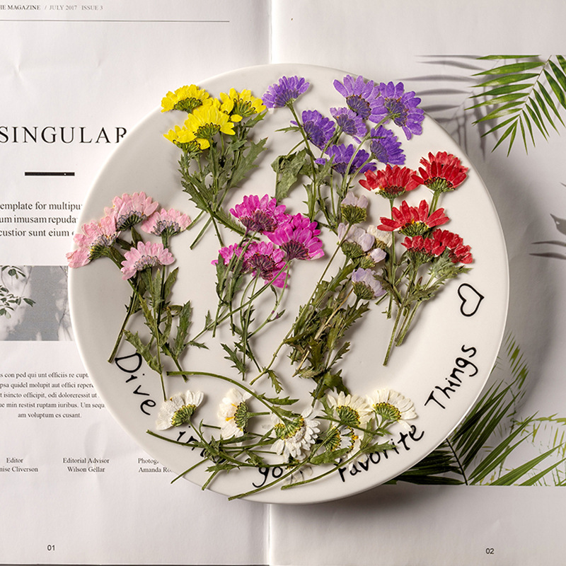 5-8cm/24pcs,Side pressed cryst - Dried Flower Bookmark reseña y precio
